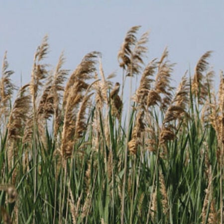 Reed Grass, Phragmites - Packet image number null