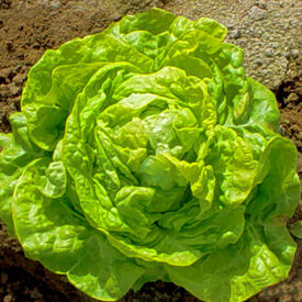 White Boston, Lettuce Seeds