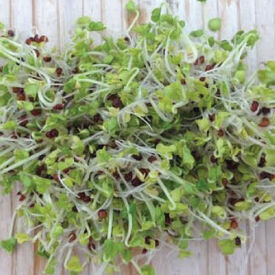 Broccoli, Sprout Seeds