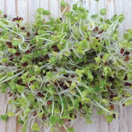 Sprouts, organic, cress, Vegetable sprouts