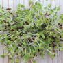 Broccoli, Sprout Seeds - 5 Pounds thumbnail number null