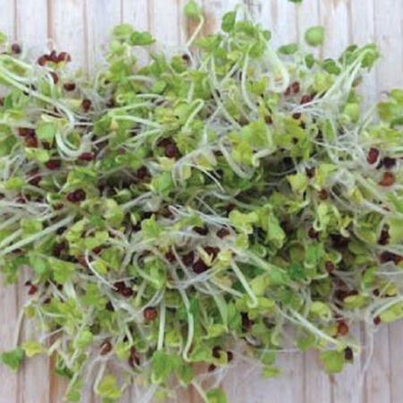 Broccoli, Sprout Seeds - 1/4 Pound image number null