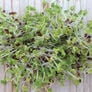 Broccoli, Sprout Seeds - 1/4 Pound thumbnail number null