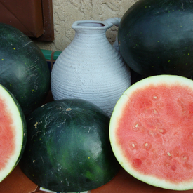 Harvest Moon Seedless, (F1) Watermelon Seeds