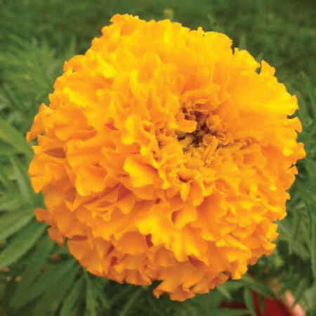 Crackerjack, Marigold Seeds - Packet image number null