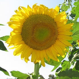 Star Chaser, (F1) Sunflower Seeds