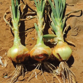 Yellow Sweet Spanish, Onion Seeds