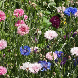 Tall Mix, Centaurea Seeds