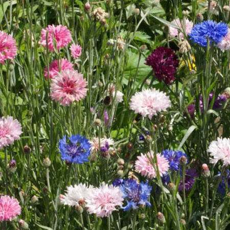 Tall Mix, Cornflower Seeds - Packet image number null