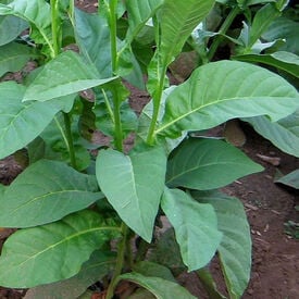 Yumbo, Tobacco Seed
