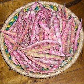 French Horticultural Shell, Bean Seeds