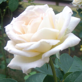 White Bush, Rose Seeds