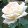 White Bush, Rose Seeds thumbnail number null