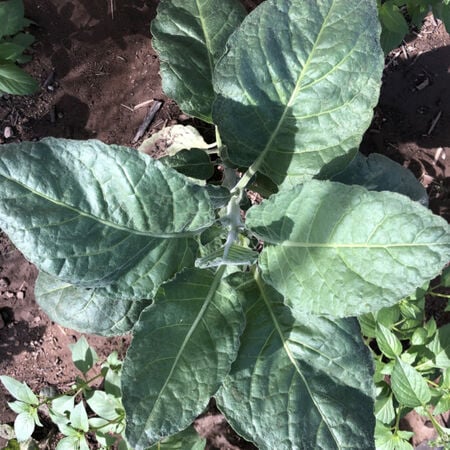 Punche, Tobacco Seed - Packet image number null