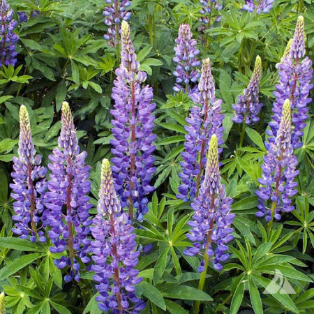 Perennial, Lupine Seeds - Packet image number null
