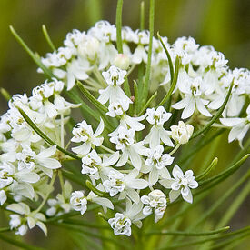 Whorled, Asclepias (Butterfly Weed)