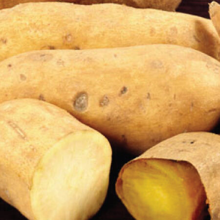 White Yam, Sweet Potato Slips - 25 Potato Slips image number null
