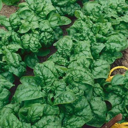 Bloomsdale, Organic Spinach Seeds image number null