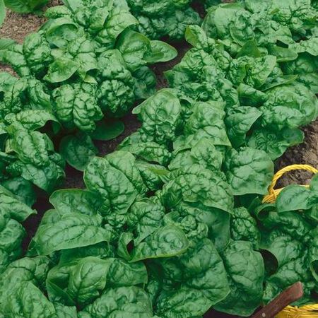 Bloomsdale, Organic Spinach Seeds - Packet image number null