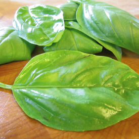 Large Leaf Italian, Basil Seeds