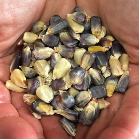 Cherokee White Eagle, Corn Seed - 5 Pounds image number null