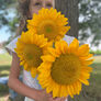 ProCut Gold Lite DMR, (F1) Sunflower Seeds - Packet thumbnail number null