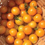 SunSugar, Tomato Seeds - Packet thumbnail number null