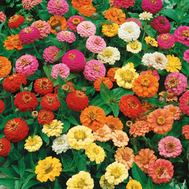 Thumbelina Mix, Zinnia Seeds