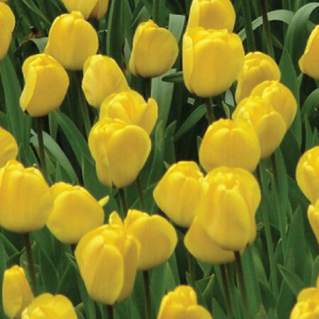 Golden Parade, Container Flowers image number null