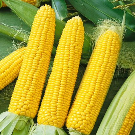 Honey Select Sweet, Corn Seed - Packet (1 oz.) image number null