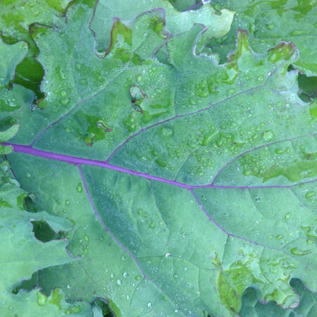 Red Russian, Kale Seed Seed - Packet image number null