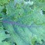 Red Russian, Kale Seed Seed - Packet thumbnail number null