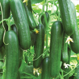 Bereket, (F1) Cucumber Seeds