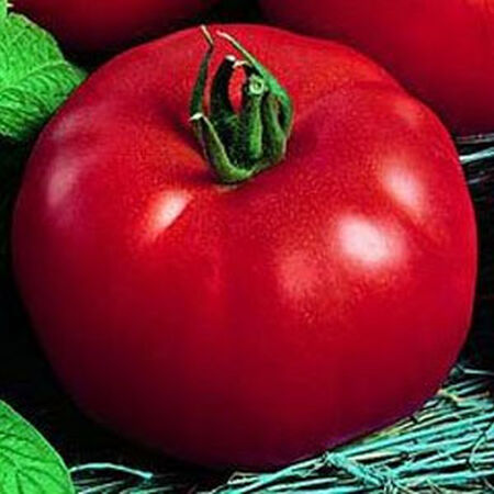 Siberian, Tomato Seeds - Packet image number null