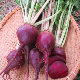 Lutz Green Leaf White Stem, Beet Seeds