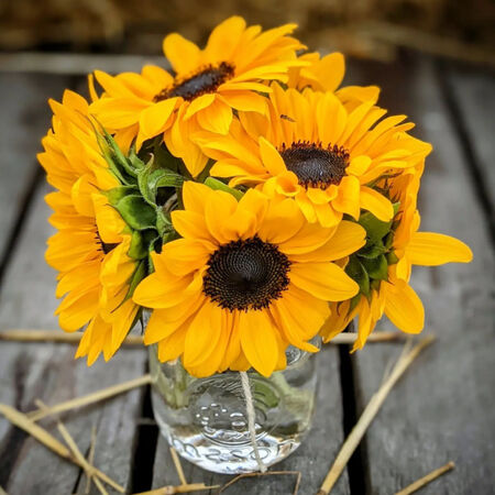 ProCut Orange DMR, (F1) Sunflower Seeds - Packet image number null
