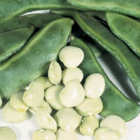 Henderson, Bean Seeds