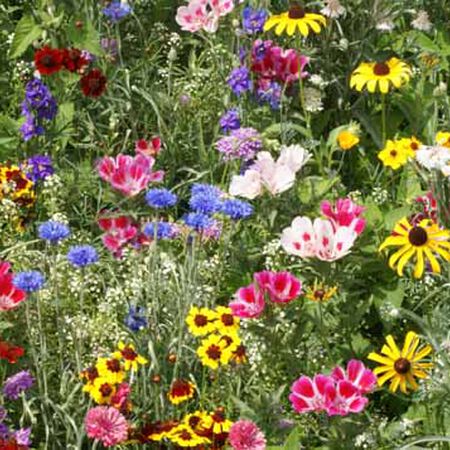 Bird and Butterfly Blend, Wildflower Seed - 1 Ounce image number null