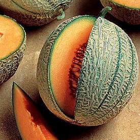 Ambrosia, (F1) Melon Seeds