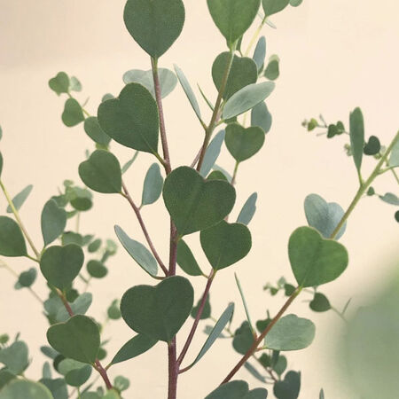 Webster's Mallee, Eucalyptus Seeds image number null