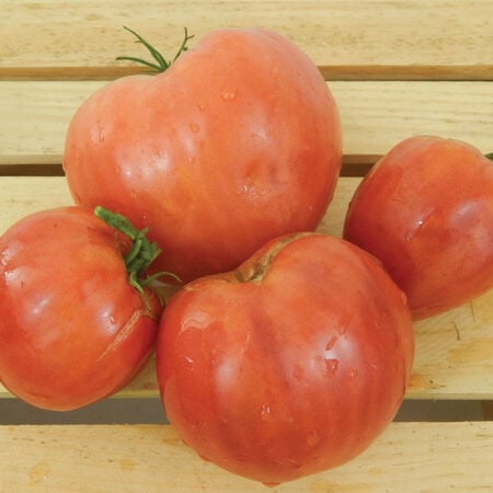 Red Oxheart, Tomato Seeds image number null