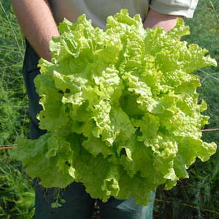 Black Seeded Simpson, Lettuce Seeds - Packet image number null