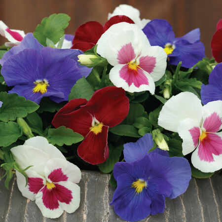 Star Spangled Spring Grandio, (F1) Pansy Seeds - Packet image number null