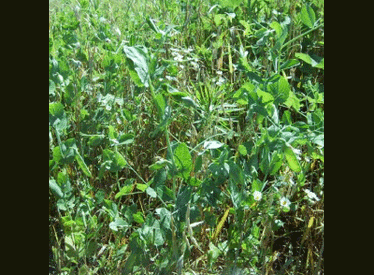 Packer Forage Pea, Legumes