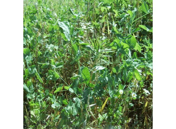 Packer Forage Pea, Legumes - 1 Pound image number null