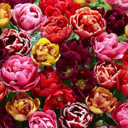 Springtime Mixture Double Late, Container Flowers - 500 Bulbs image number null