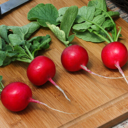 Crunchy King, (F1) Radish Seeds - Packet image number null