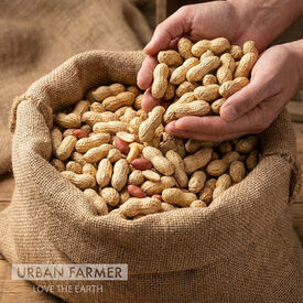 Jumbo, Peanut Seeds
