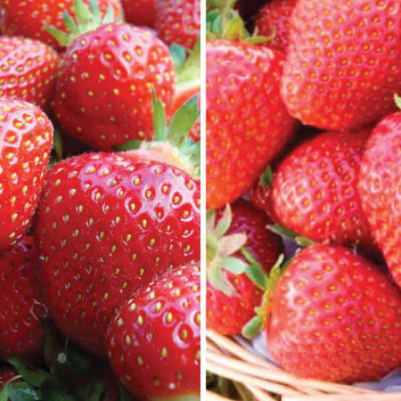 Collection Mix, Strawberry Roots - 50 Plant Mix image number null