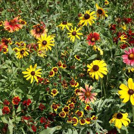 Short Prairie Blend, Wildflower Seed